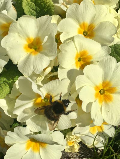 Vår, Spring, Skog, Forrest