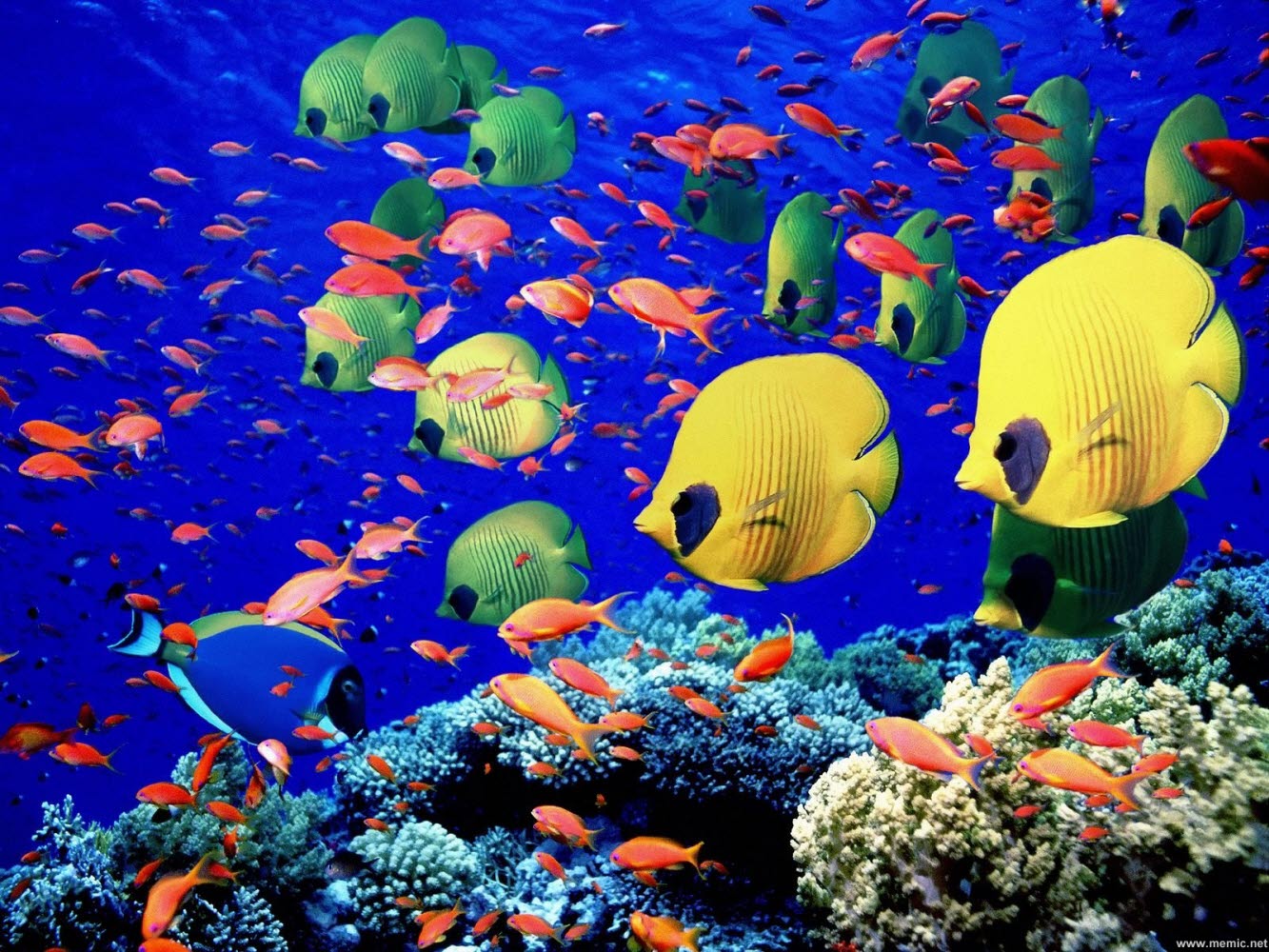 Fiskar hav ocean fish color