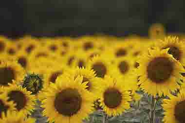 Sunflower meadow 7.jpg
