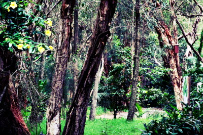 Wildlife, pine, woods