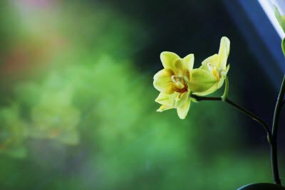 Närbild, grön, blomma
