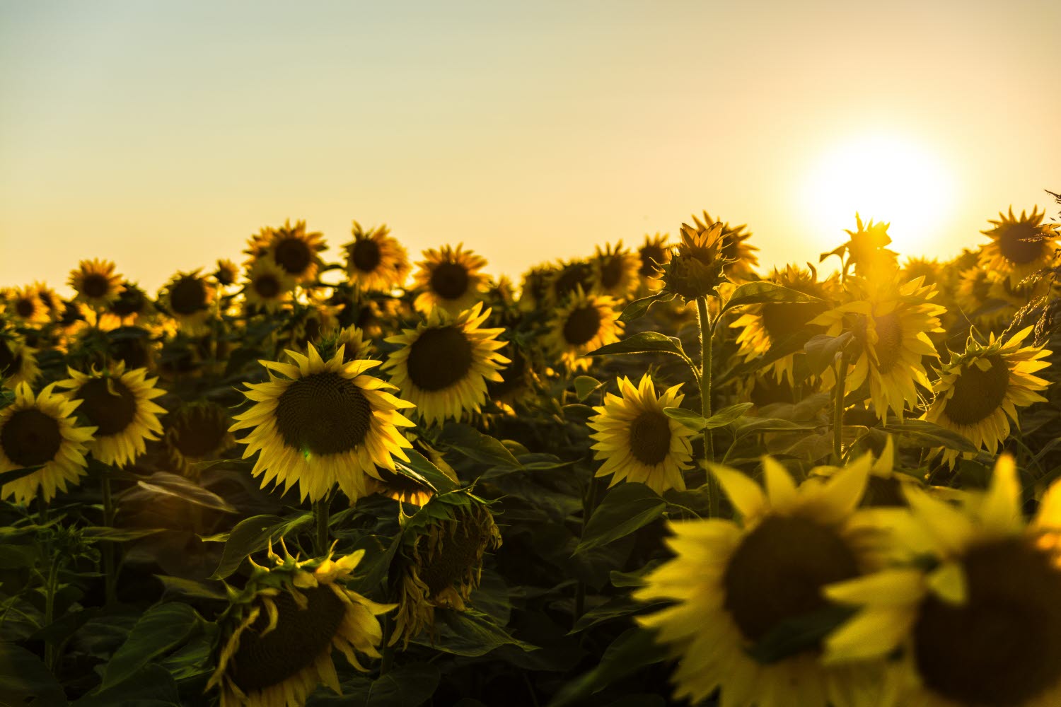 Sunflower, solros, sensommar, late summer, äng, meadow, gul, yellow, blå, blue, himmel, sky, blommor, flower, solnedgång, sunset
