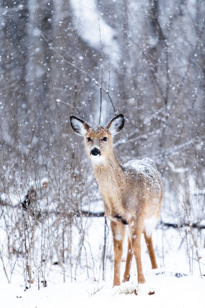 Jul, Christmas, snö, snow, hjort, bambi, raindeer, rudolf, rudolph