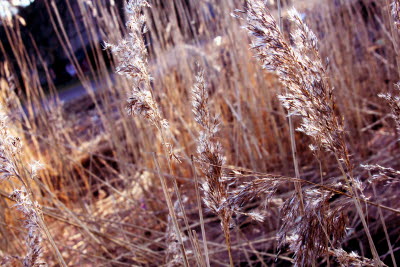 Gräs strand kattrumpan