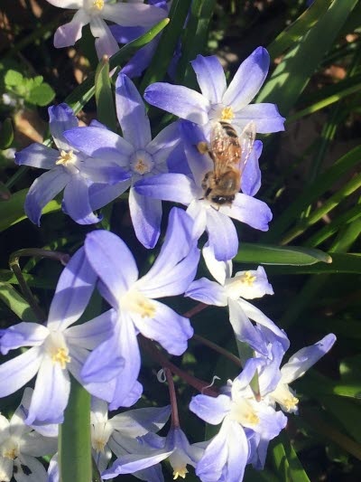 Vår, Spring, Skog, Forrest