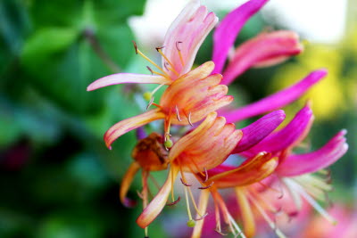 Blomma, lila, närbild